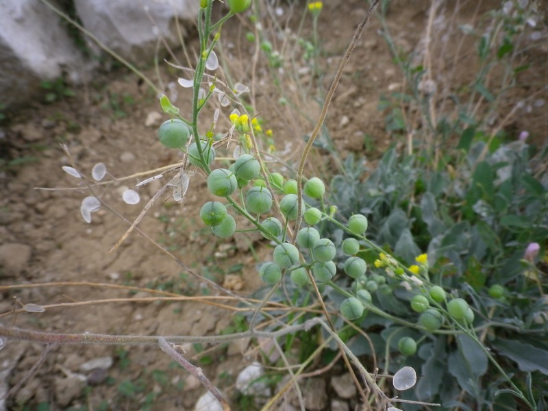 Alyssoides utriculata / Vesicaria maggiore